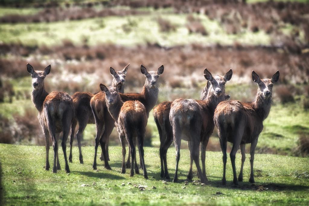 Anroach Farm Peak District Leilighet Buxton  Rom bilde